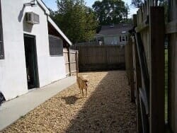 Dog Boarding Services Burlington NJ