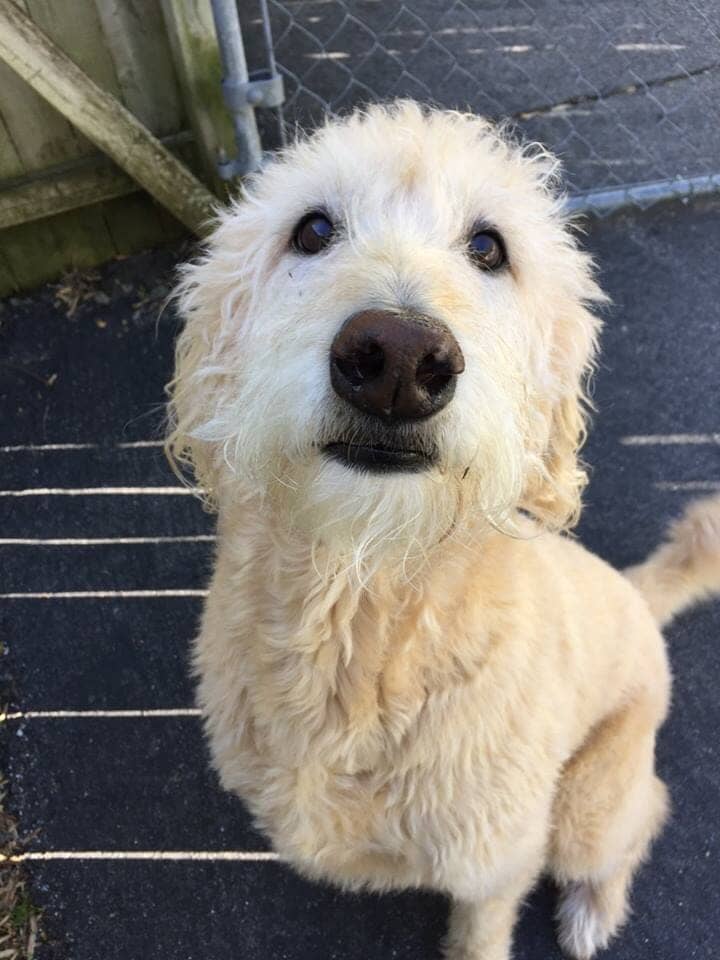 Happy pup at Chesterfield Kennels Dog Boarding Care in Chesterfield NJ