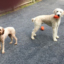 Dog Boarding Services Burlington NJ