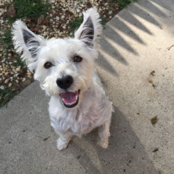 Dog Kennels near Burlington NJ